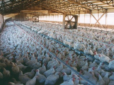 Σε αύξηση παραγωγής και πωλήσεων στοχεύει ο Πτηνοτροφικός Συνεταιρισμός Άρτας